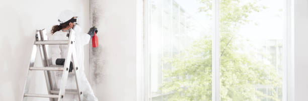 Professional Mold Removal in Sagamore, MA